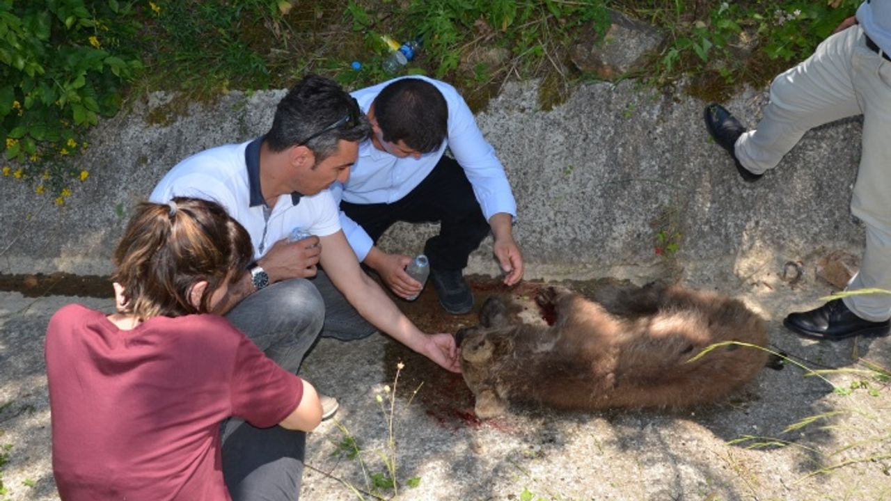 Yolda Yaralı Halde Bulunan Ayı Yavrusu Tedavi Altına Alındı