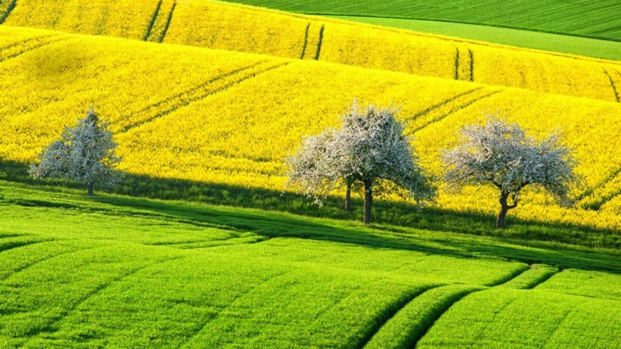 Tarla ve Bahçe Arasındaki Farklar Nedir?