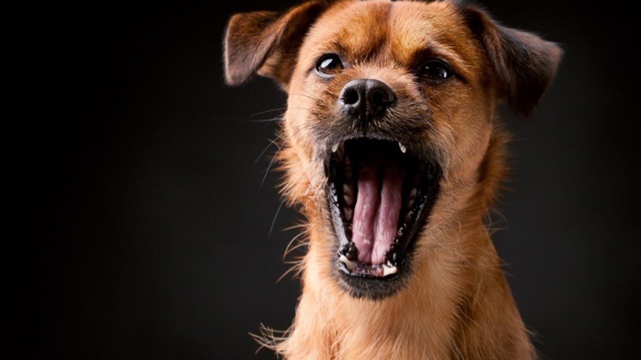 Sürekli Havlayan Köpek Apartmandan Tahliye Ettirilebilir mi?