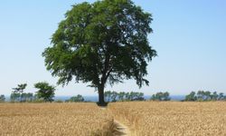Tarla Sınırına Ağaç Dikerken Dikkat! Yılların Emeği Bir Şikayetle Kesilebilir